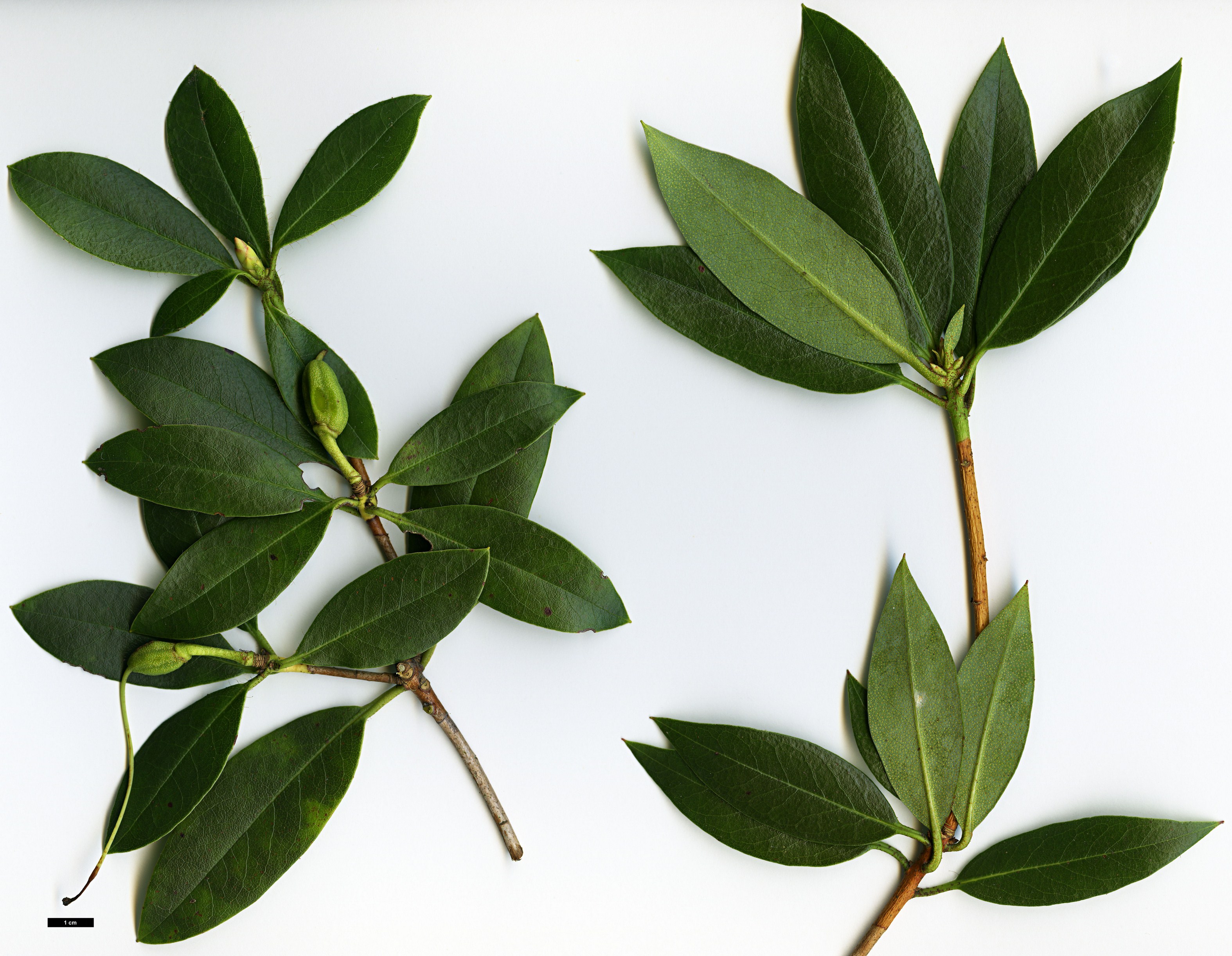 High resolution image: Family: Ericaceae - Genus: Rhododendron - Taxon: pseudociliipes